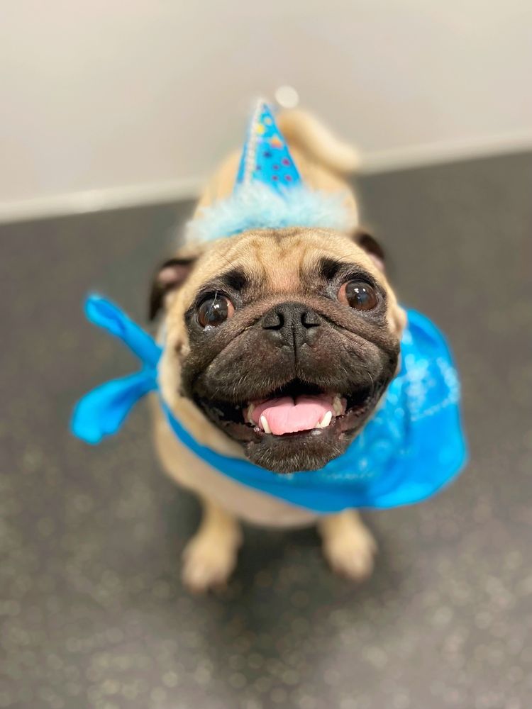 DOGTOPIA Updated August 2024 92 Photos & 16 Reviews 243 Grande