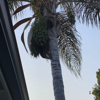 A's Tree Service - BEFORE. Giant seed pods that drop and make a mess. - Tree Services Near Me - Placentia, California