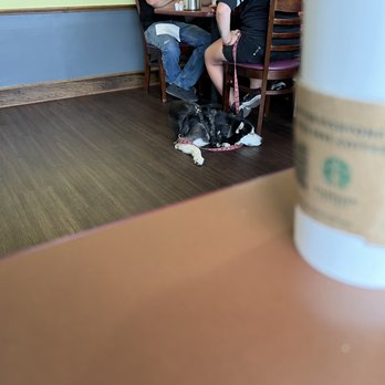 Le Peep - Husky watching me eat breakfast - Coffee & Tea Near Me - Irving, Texas