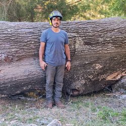Eric Russell Tree Service - Large red oak