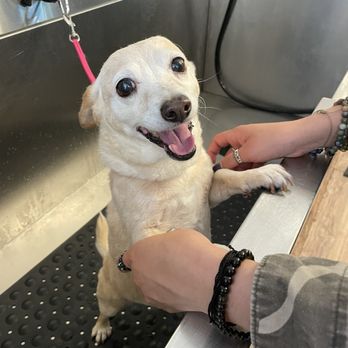 Bitches N Bubbles - Annie smiling before being betrayed by being given a bath - Pet Groomers Near Me - Long Beach, California Bitches N Bubbles - Annie smiling before being betrayed by being given a bath - Pet Groomers Near Me - Long Beach, California