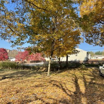Dixon Tree Service - Trimmed trees - Tree Services Near Me
