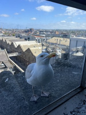 1837 Bar & Brasserie at Guinness Storehouse by null
