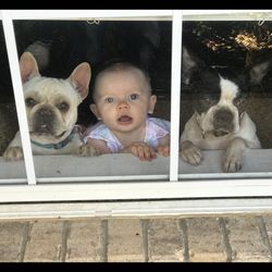 Ultra K9 Dog Training - America's youngest female trainer joined our team!