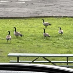Ben Irving Reservoir - Canadian Geese