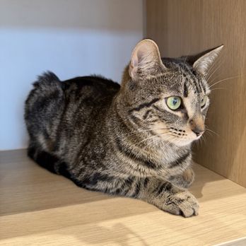 Purrfect Café - Desserts Near Me - Scarborough, Ontario Purrfect Café - Desserts Near Me - Scarborough, Ontario