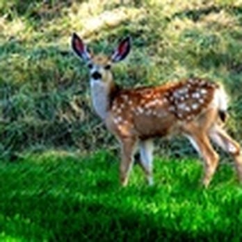Buffalo Golf Club - Wildlife! - Golf Near Me - Buffalo, Wyoming Buffalo Golf Club - Wildlife! - Golf Near Me - Buffalo, Wyoming