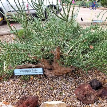 Chaparral Cactus & Succulents - Nurseries & Gardening Near Me - Amarillo, Texas