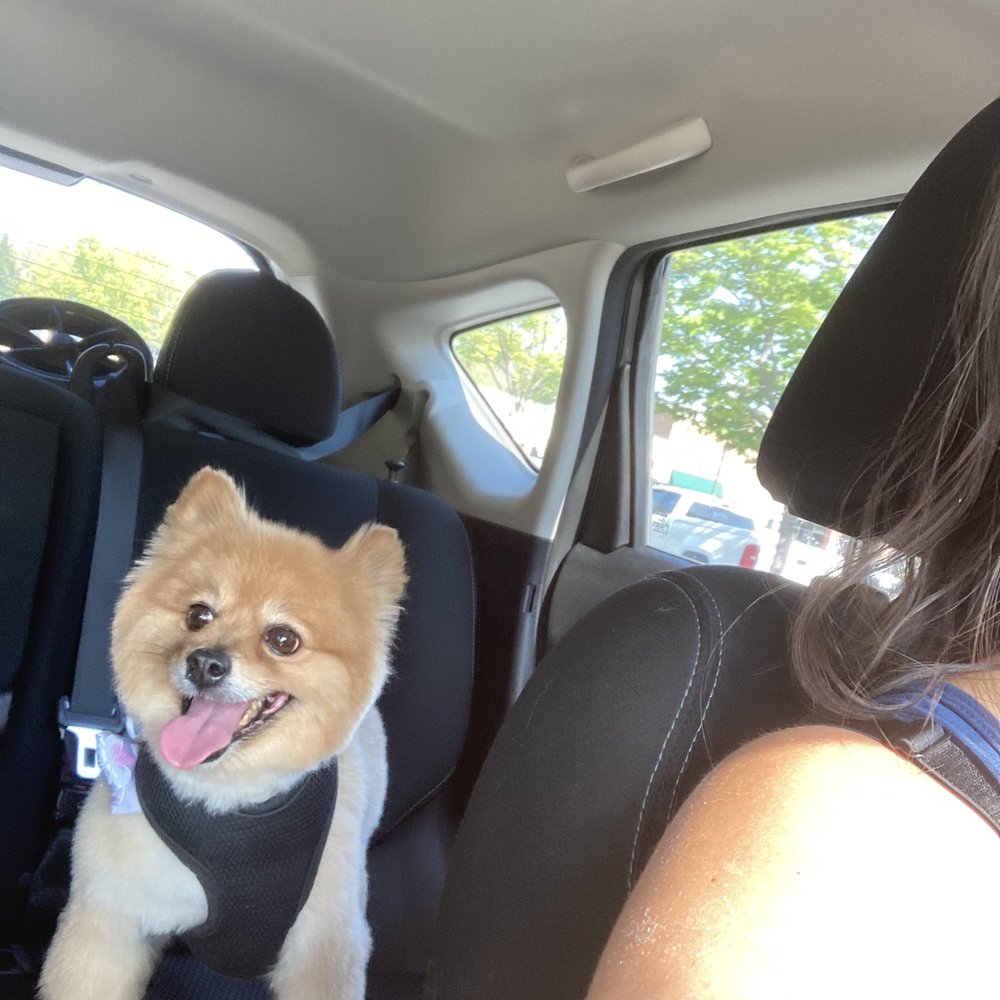 Star Dog Salon - After - Pet Groomers Near Me - Gainesville, Virginia Star Dog Salon - After - Pet Groomers Near Me - Gainesville, Virginia