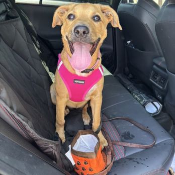 Avid - Bella! - Pet Services Near Me - Norco, California Avid - Bella! - Pet Services Near Me - Norco, California