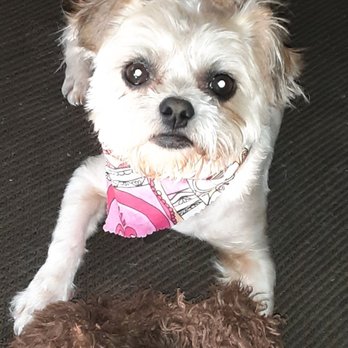 VIP Dog Grooming & Boarding - Pet Groomers Near Me - Stanton, California VIP Dog Grooming & Boarding - Pet Groomers Near Me - Stanton, California