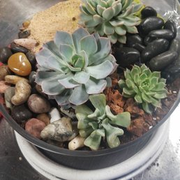Modern succulent class Modern succulent class