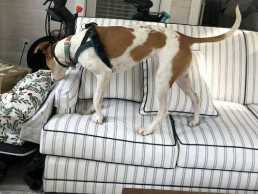 K9 inspection - Here's an exceptionally trained dog. Doing a great job of locating bedbugs.