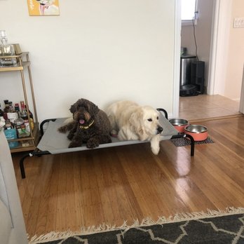 Disciplined K9 - Pet Training Near Me Disciplined K9 - Pet Training Near Me