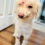 Photo of Dr Ron's Animal Hospital & Emergency
