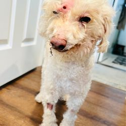 Dr Ron's Animal Hospital & Emergency - Sorry for bringing you to this place.