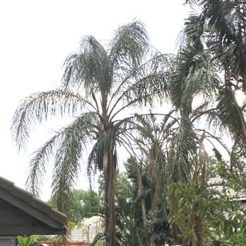 Red Hill Tree Service - Before - Tree Services Near Me - Rancho Cucamonga, California