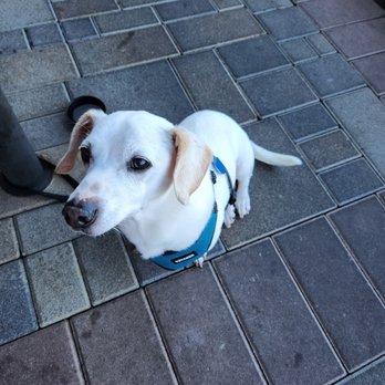 Simply Fish Seafood - Pet friendly patio, yay. They even gave me water! - Fish & Chips Near Me - Costa Mesa, California