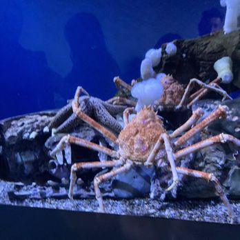 Amazing Aquariums & Reefs - Aquarium Services Near Me - Orange, California Amazing Aquariums & Reefs - Aquarium Services Near Me - Orange, California