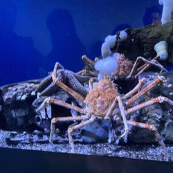 Amazing Aquariums & Reefs