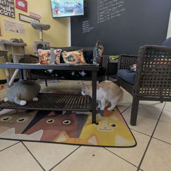 Toe Beans Cat Cafe - Animal Shelters Near Me - Port Hope, Ontario