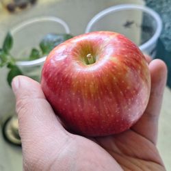 Sprouts Farmers Market - Lucy Rose apple from produce section