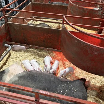 Maryland State Fair - Community Service/Non-Profit Near Me - Timonium, Maryland