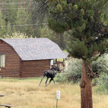 KOA Journey - Moose running through the campground!! - Campgrounds Near Me - Grand Lake, Colorado KOA Journey - Moose running through the campground!! - Campgrounds Near Me - Grand Lake, Colorado