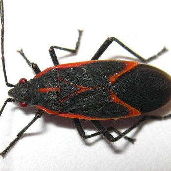 Diam Pest Control - Pest Control Near Me - Urbandale, Iowa
