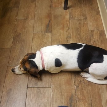 sandhill animal hospital