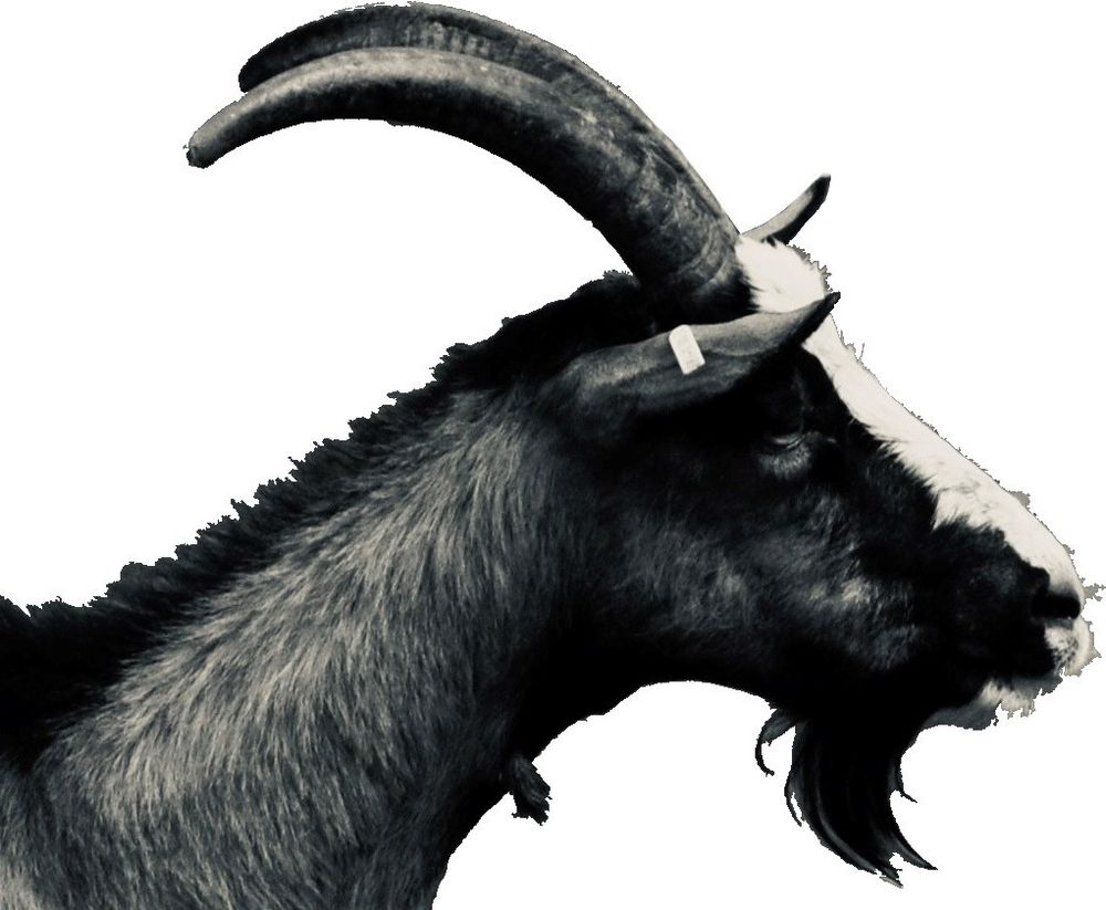 Goat Barber Club Logo