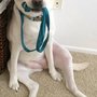Photo of Anna's Pawfect Pet Care