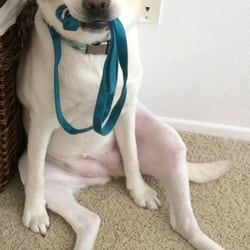Anna's Pawfect Pet Care