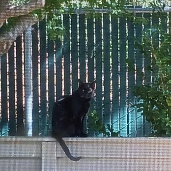 At Home, At Rest Pet Euthanasia - Venus ‍ - Veterinarians Near Me - San Jose, California