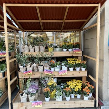 Trader Joe's - Summer plants. - Grocery Near Me - Glendale, California Trader Joe's - Summer plants. - Grocery Near Me - Glendale, California