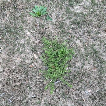 Emerald Lawns - Tree Services Near Me - Round Rock, Texas