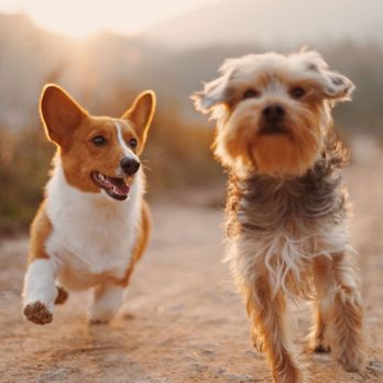 1. Happy At Home Pet Sitting