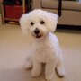 Photo of A & S Petcare