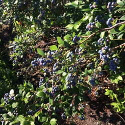 Bear Berries