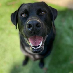 Maggie's Doggie Care