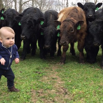 Holiday Brook Farm - a baby standing in front of a herd of cows - Farms Near Me - Dalton, Massachusetts Holiday Brook Farm - a baby standing in front of a herd of cows - Farms Near Me - Dalton, Massachusetts