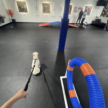 Zoom Room - Frank took the time to understand my puppy's needs and gave me clear, practical guidance to continue training at home. - Pet Stores Near Me - Boynton Beach, Florida Zoom Room - Frank took the time to understand my puppy's needs and gave me clear, practical guidance to continue training at home. - Pet Stores Near Me - Boynton Beach, Florida