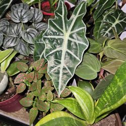 Lushes Leaves by LuLu