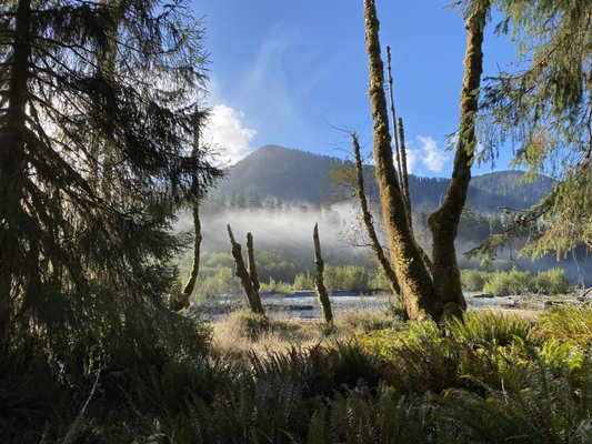 Hoh Rain Forest by null