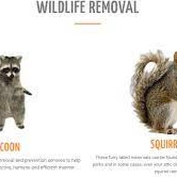 Quality Affordable - Pest Control Near Me - Toronto, Ontario Quality Affordable - Pest Control Near Me - Toronto, Ontario