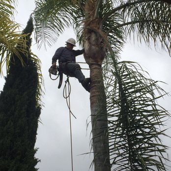 First Class Tree Service - Jose - Tree Services Near Me
