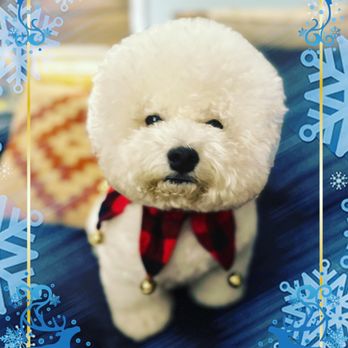 Healthy Spot - Costa Mesa - Rebecca at Healthy Spot makes this cuddle bug perfect with every groom. - Pet Groomers Near Me - Costa Mesa, California