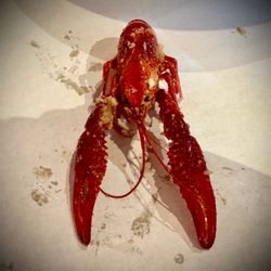 Blazing Crawfish