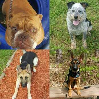 TNT Dog Training - Pet Sitting Near Me TNT Dog Training - Pet Sitting Near Me