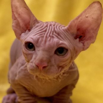 Purrxotics - Yoda! - Pet Adoption Near Me - Fallbrook, California Purrxotics - Yoda! - Pet Adoption Near Me - Fallbrook, California